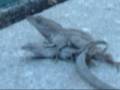 LIZARD SEX