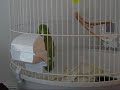 un matin avec mon quaker et mon toui celeste