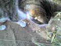 mi gatita mi gatita