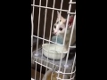 Click here to watch this video にゃんこの不思議な水の飲み方