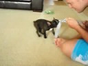 French Bulldog Puppy Dexter