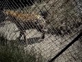 hyena at imire