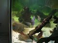 South american cichlids