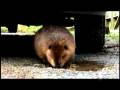 Beaver Tale