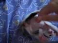 ベッドで遊ぶ猫の動画