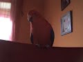 Eddy spricht, sprechender Vogel, talking Bird