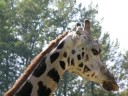videos de ZOO Ostrava - Srpen 2008