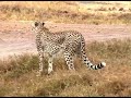Africa 4 - Uganda, Kenia, Tanzania, Zanzibar
