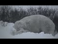 Bears Mating Crazy And Natural
