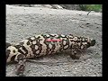 Gila Monster Gila Monster
