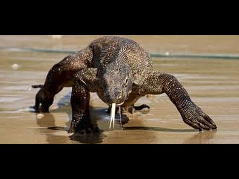 YouTube reptile video