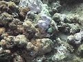 stonefish