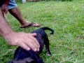 pit bull training lana pit bull training lana