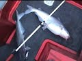 good day catfishing