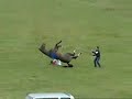 Horse VS Man