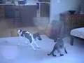 Cat and Dog Play; Hiyah
