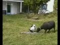 Dog Vs Goat