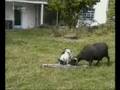 When the dog makes the goat angry