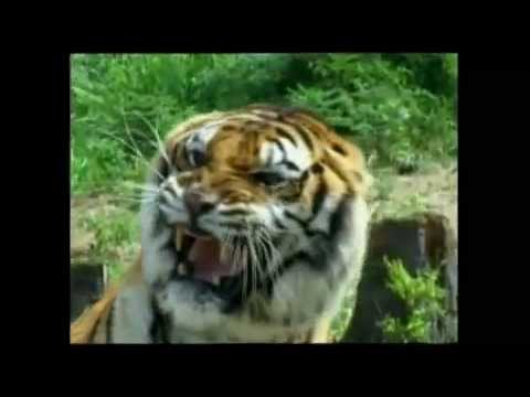 TIGER LION