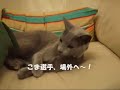 むむとこまがソファの上でプロレスごっこをしていたら･･･、勢い余ってこまが場外に出てしまいましたぁ♪