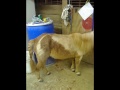 minature horse AKA miny minature horse AKA miny