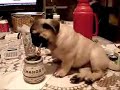 El mate hace bien segun los yankis