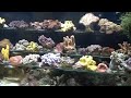 Aquariums West New Corals from Tonga + Jakarta 12/10/09