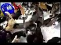 СТАДО голодных котов STUD hungry cats