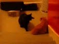 chien-policier.html