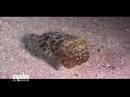 Aqaba Underwater