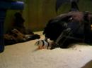clown loach 3 clown loach 3