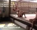Mike Bisping training on Al\