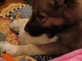 Cute puppy gets 'fed' by a stuffed animal.