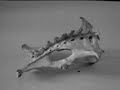 Can Anyone Tell Me What This Skull Belongs To???