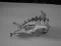 Can Anyone Tell Me What This Skull Belongs To???