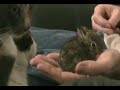 Melvin Cottontail - Meet the Cats - Part 2