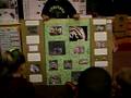 Avery 's Mammal Project -The Badger
