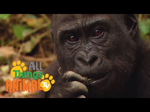 ED and EPPA 04. Gorilla Thumbnail