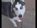 sasha my 5 month old siberian husky playing