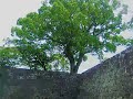 熊本城付近の緑や木々を撮った写真をスライドショーでまとめてみた。 癒される曲と写真で、少しでも森林セラピーのような気分になって、癒されると嬉しい(^-^*) 色々な旅行の写真などはこちらに↓ e-tsuuhan.net