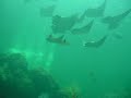 School of flying stingrays