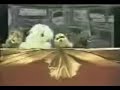 Classic Funday Pawpet Show - Star Trekkin'