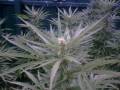 Outdoor Marijuana Grow 2009