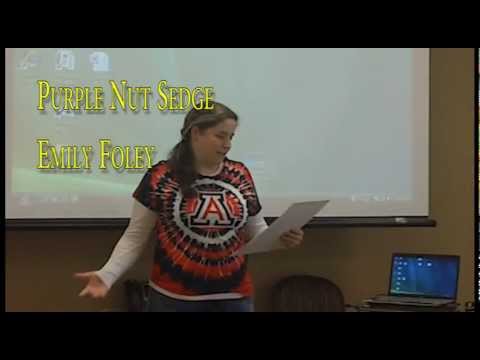 how to control purple nutsedge