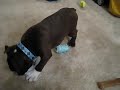 Bertie the Boston Terrier