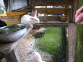 小瑞士花園的..兔子!