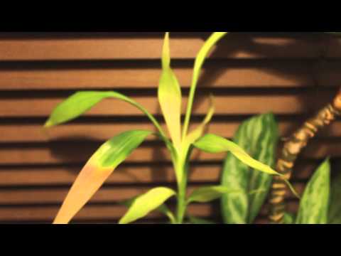 how to transplant a chinese evergreen