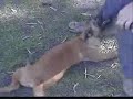 Malinois en Argentina Malinois en Argentina