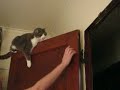 Hand Vs. Paw