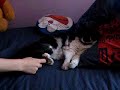 cosquillas en las patas